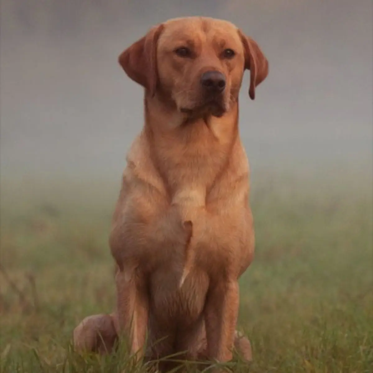 ESSENTIAL Contour, Pui si Rata, hrana uscata fara cereale caini sterilizati, obezitate ESSENTIAL Contour, M-XL, Pui si Rata, hrana uscata fara cereale caini sterilizati, obezitate, 10kg - Image 3