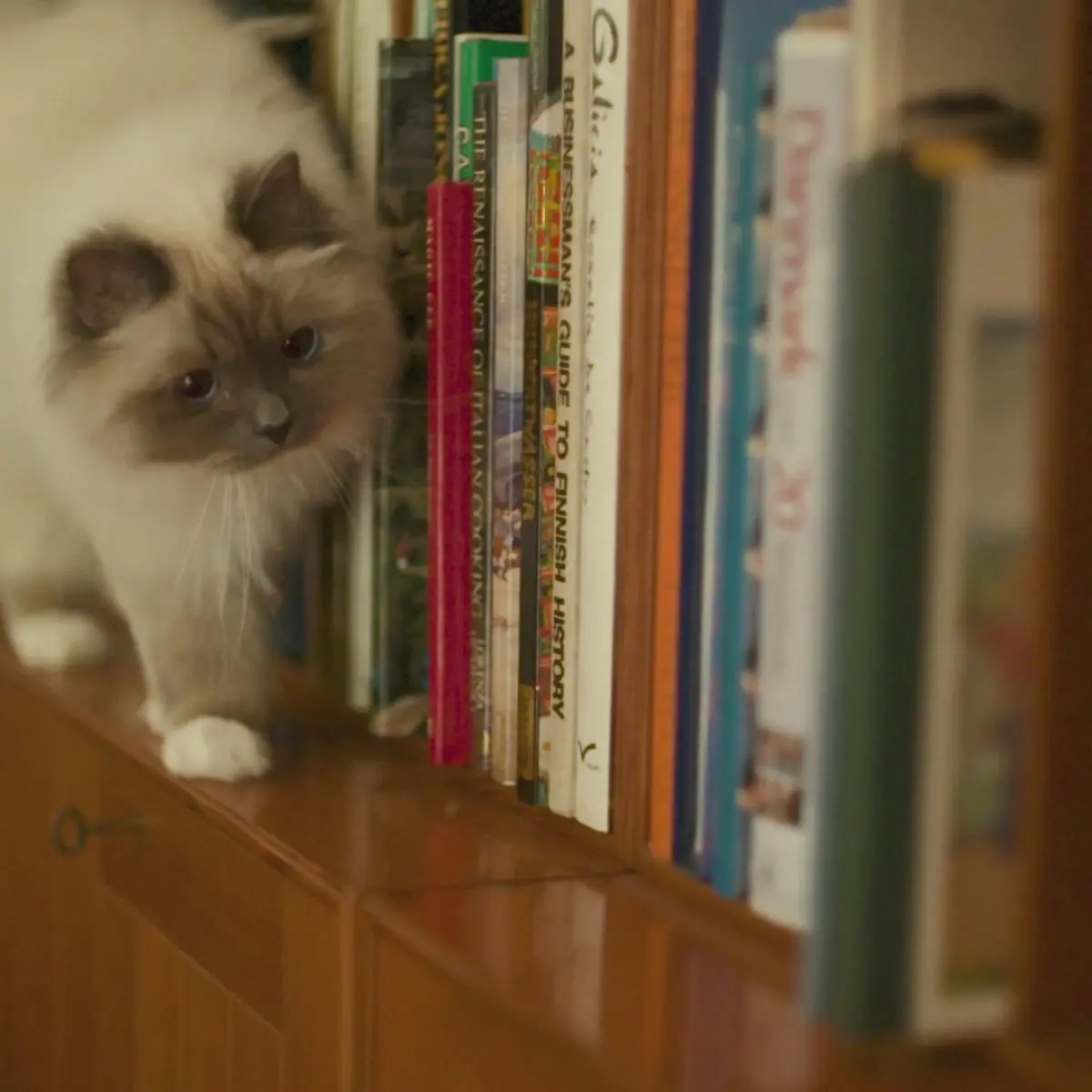 ESSENTIAL Panther, Somon si Peste alb, hrana uscata fara cereale pisici sterilizate senior, 1.5kg - Image 4