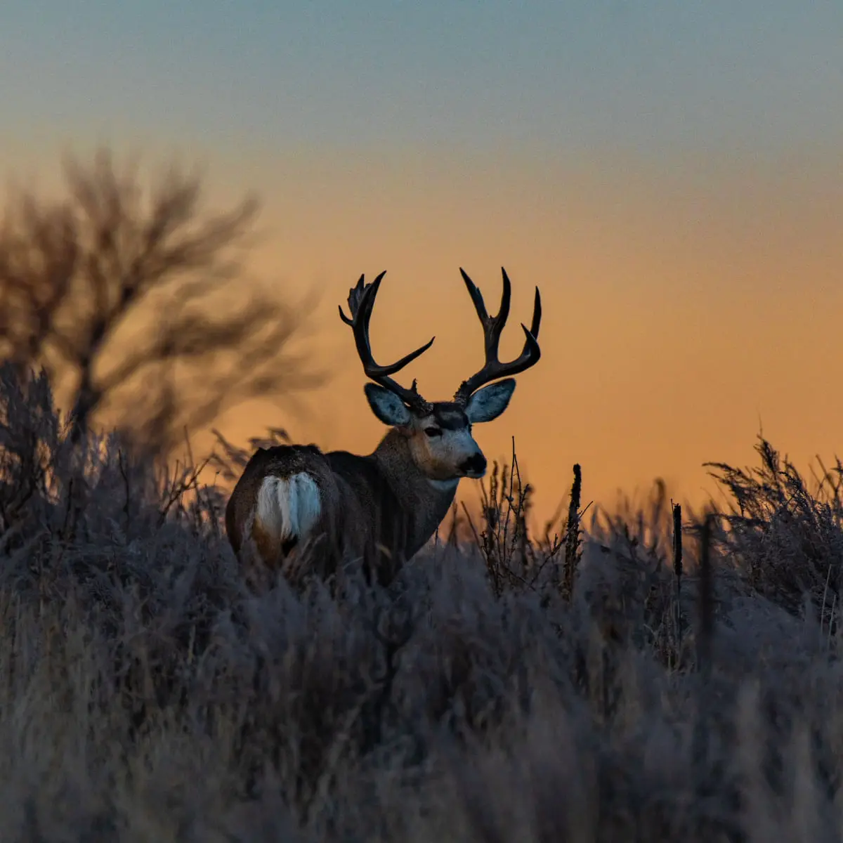 ESSENTIAL Estate Living, Miel si Vanat, hrana uscata fara cereale caini ESSENTIAL Estate Living, XS-S, Miel si Vanat, hrana uscata fara cereale caini, 2.5kg - Image 4