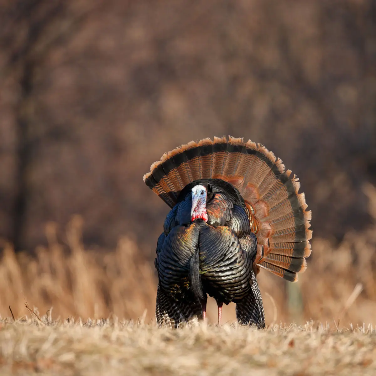 ESSENTIAL Balance, Curcan si Orez, hrana uscata monoproteica caini, sistem digestiv ESSENTIAL Balance, M-XL, Curcan si Orez, hrana uscata monoproteica caini, sistem digestiv, 10kg - Image 4