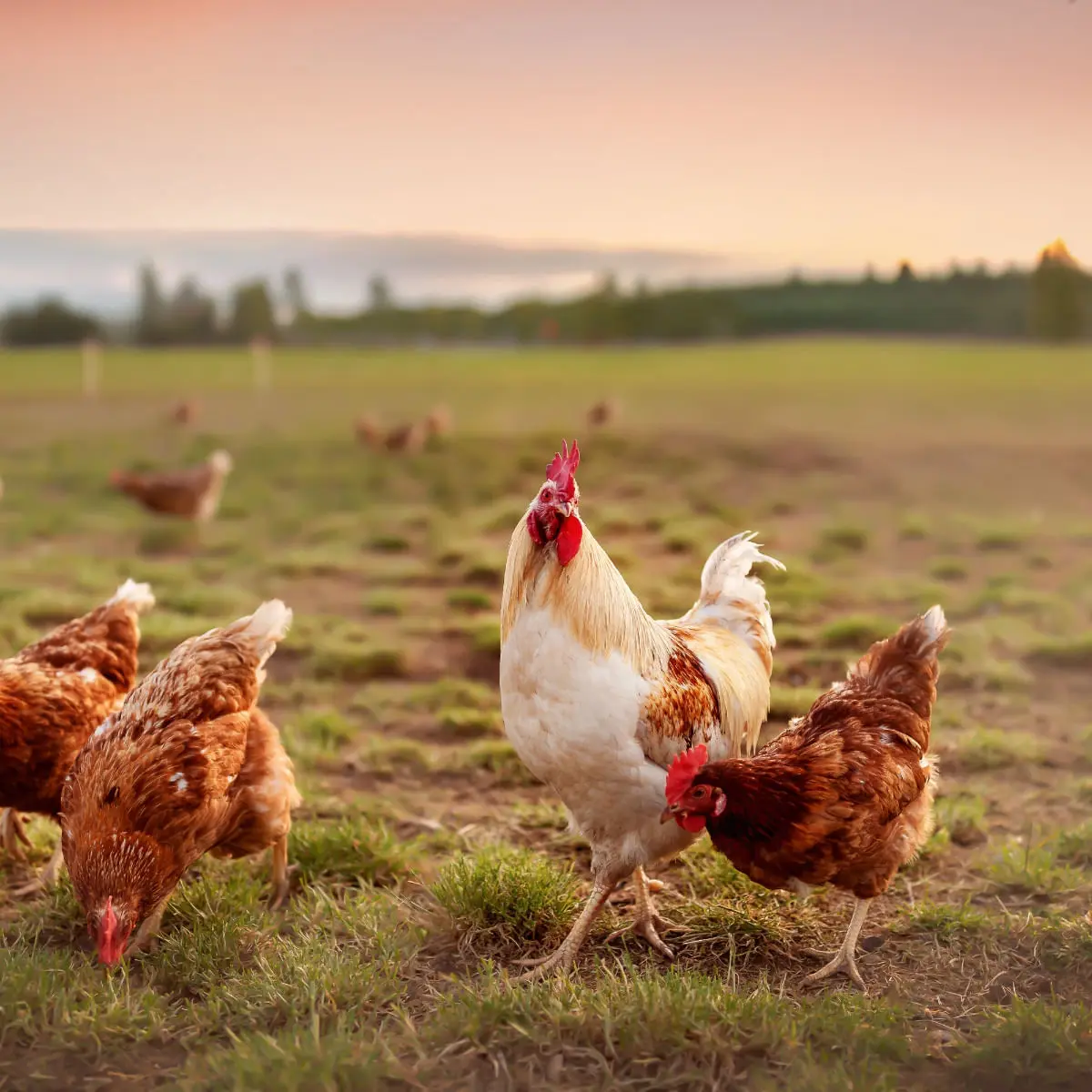 ESSENTIAL Jaguar, Rata si Pui, hrana uscata fara cereale pisici, 1.5kg - Image 5