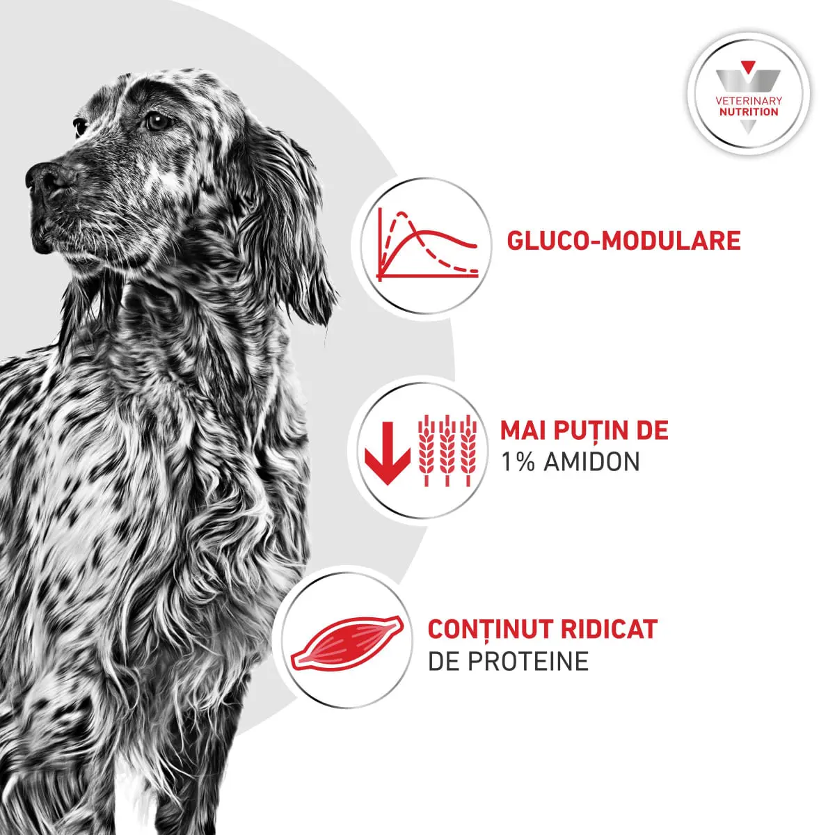 ROYAL CANIN VETERINARY DIET Glycobalance Low Carbohydrate, XS-XL, dieta veterinara, conserva hrana umeda caini, diabet, (pate), 410g - Image 6