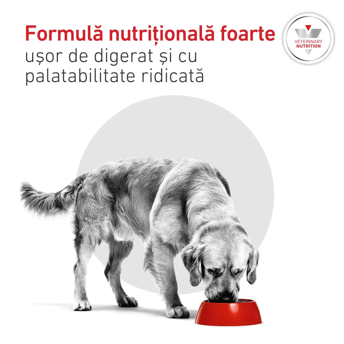 ROYAL CANIN VETERINARY DIET Glycobalance Low Carbohydrate, XS-XL, dieta veterinara, conserva hrana umeda caini, diabet, (pate), 410g - Image 7