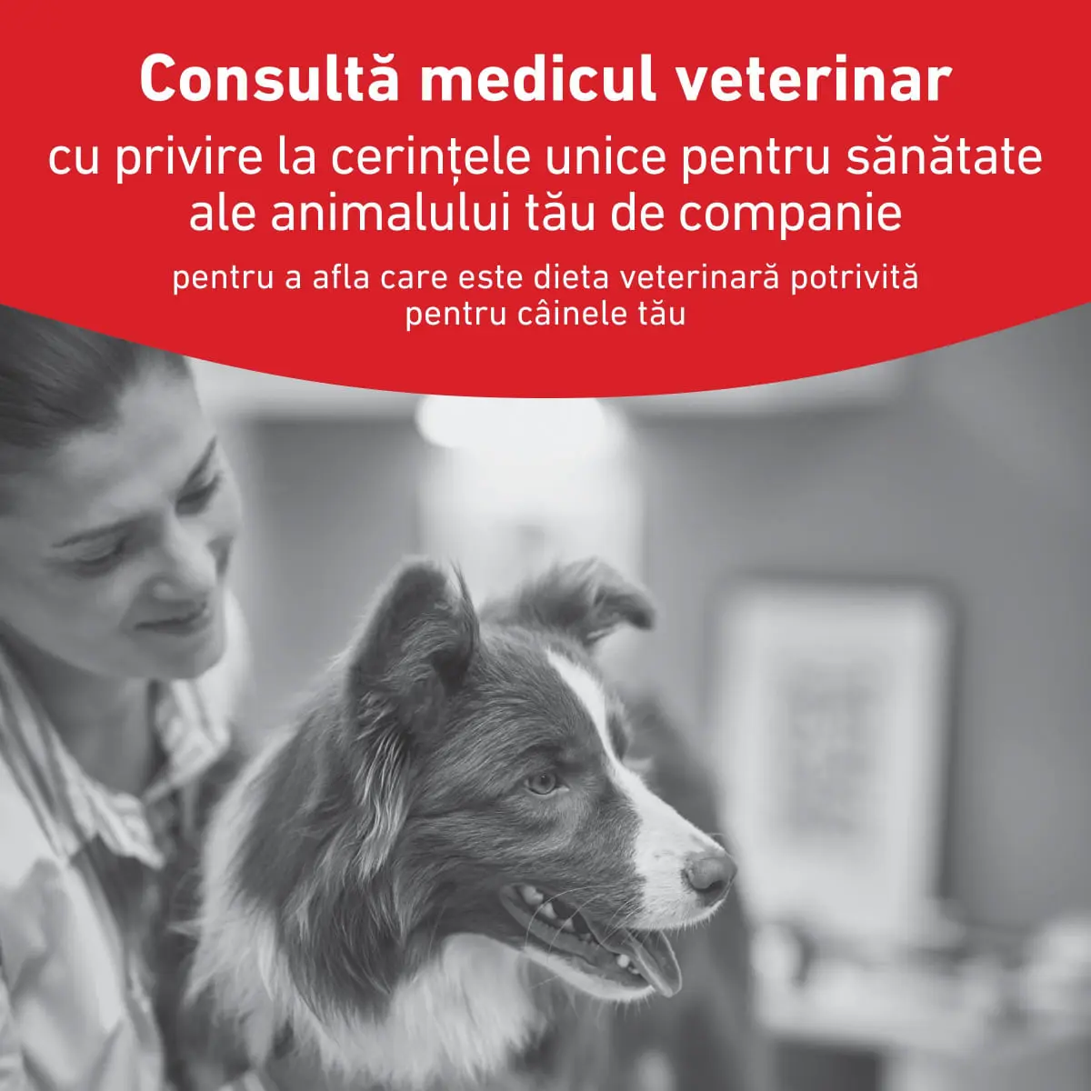 ROYAL CANIN VETERINARY DIET Glycobalance Low Carbohydrate, XS-XL, dieta veterinara, conserva hrana umeda caini, diabet, (pate), 195g - Image 4