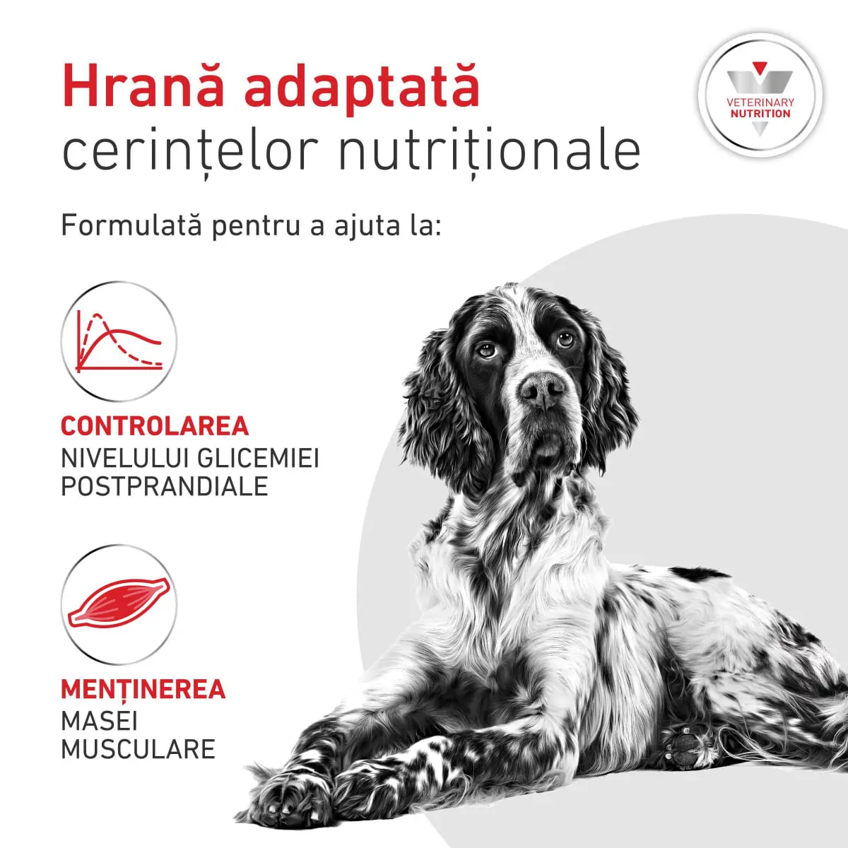 ROYAL CANIN VETERINARY DIET Glycobalance Low Carbohydrate, XS-XL, dieta veterinara, conserva hrana umeda caini, diabet, (pate), 195g - Image 5