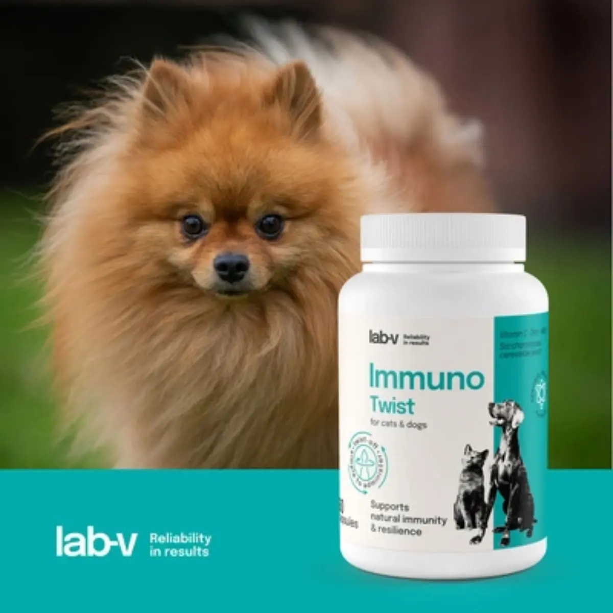 LAB-V Immuno Twist, XS-XL, supliment sistem imunitar caini si pisici, flacon, 60 capsule - Image 3