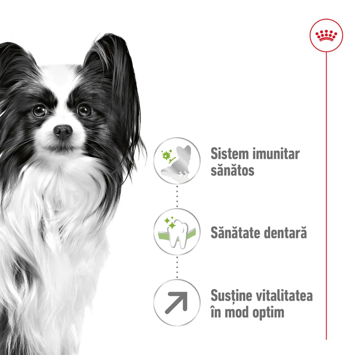 ROYAL CANIN X-Small Adult 8+, hrana uscata caini senior, 1.5kg - Image 4