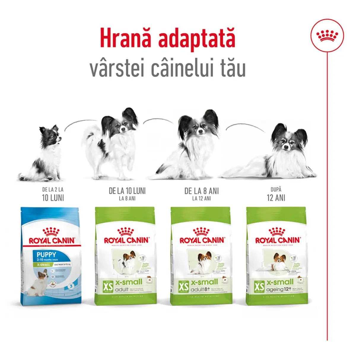 ROYAL CANIN X-Small Adult 8+, hrana uscata caini senior, 1.5kg - Image 7