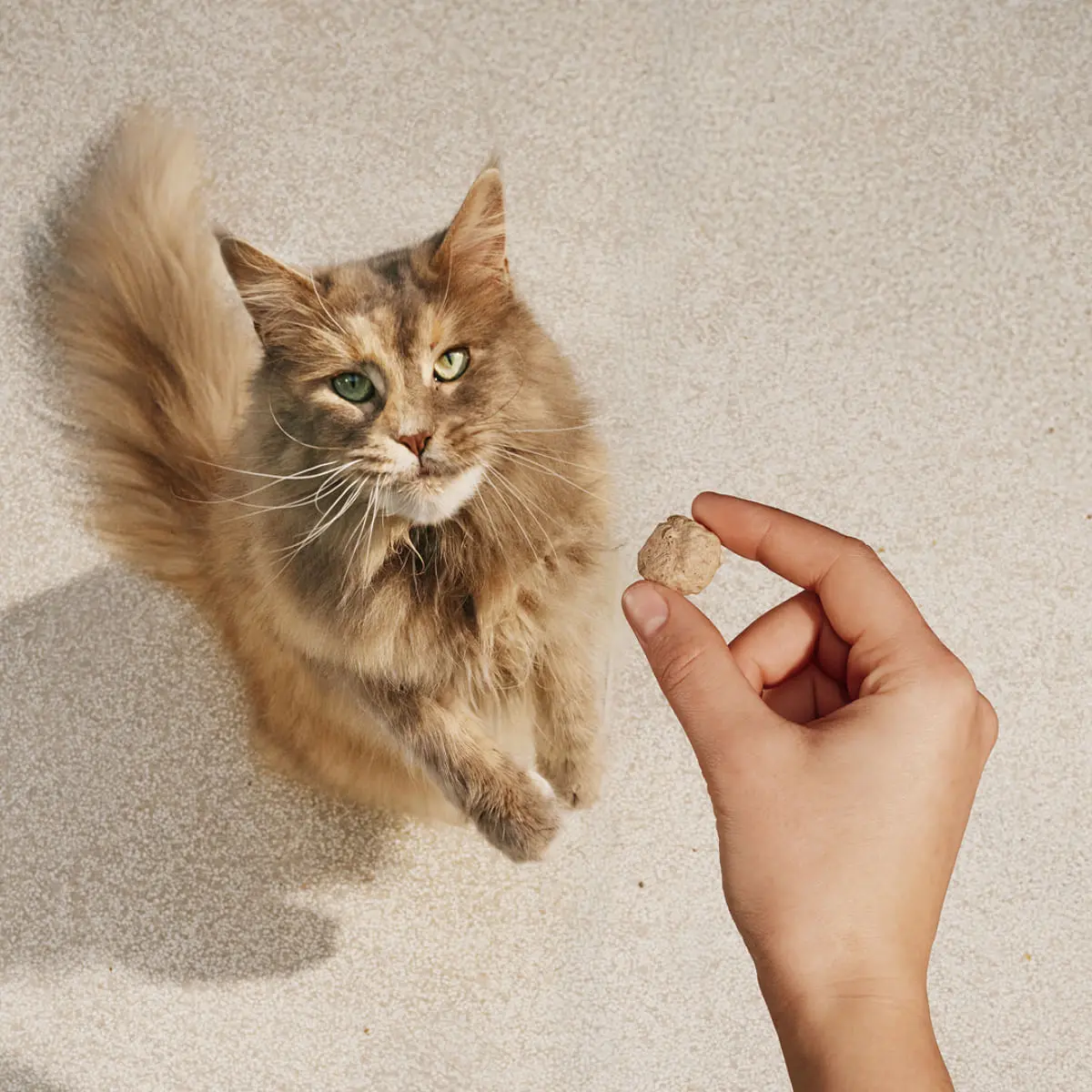 CARNILOVE Freeze Dried, Curcan si Catnip, punguta recompense monoproteice fara cereale pisici, deshidratat, 40g - Image 4